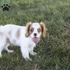 Clark, Cavalier King Charles Spaniel Puppy